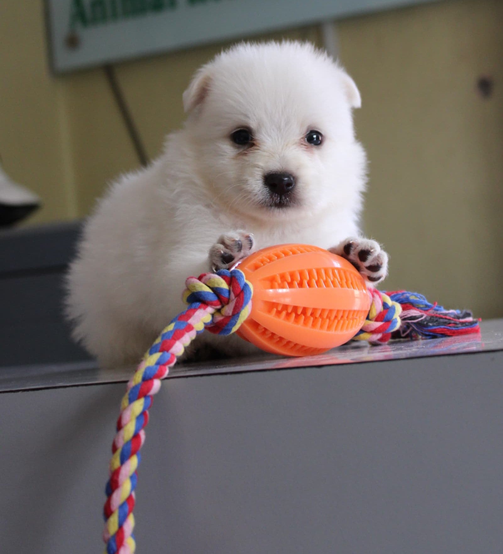 Chew teeth cleaner with rope toy